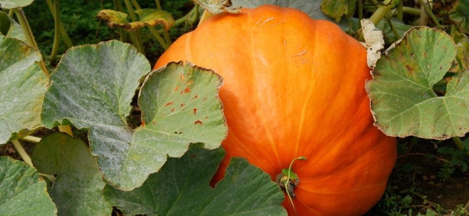 Pumpkin Medicinal: cultivation and care