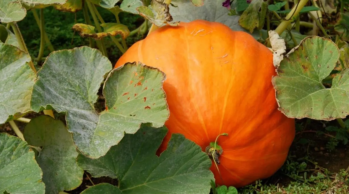 Pumpkin Medicinal: cultivation and care