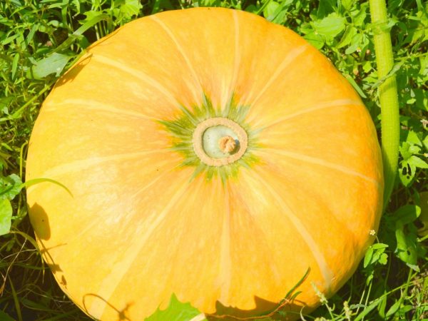 Pumpkin Melon: reviews + photos