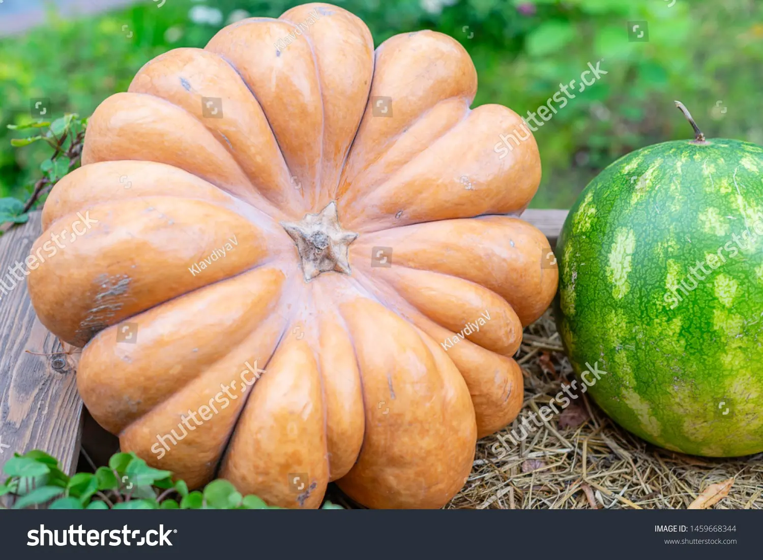 Pumpkin Melon: reviews + photos