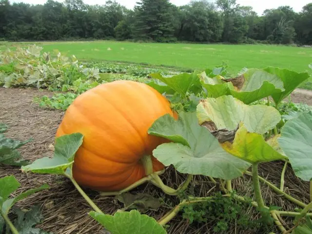 Pumpkin Muscat de Provence (Muscat Provencal): variety description