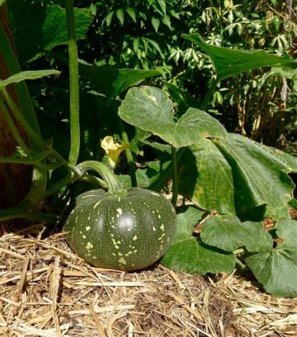 Pumpkin Nutmeg Vitamin