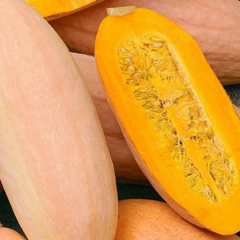 Pumpkin Pastila Champagne: variety description