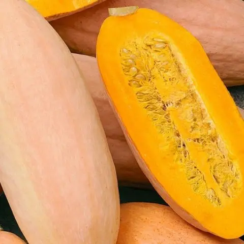 Pumpkin Pastila Champagne: variety description