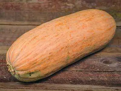 Pumpkin Pastila Champagne: variety description