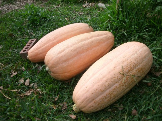 Pumpkin Pink banana: photo, reviews, yield