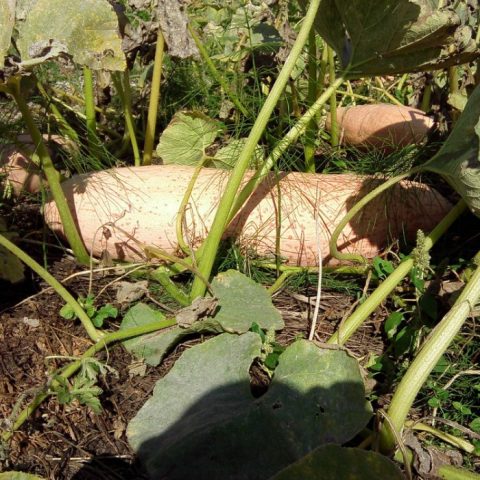 Pumpkin Pink banana: photo, reviews, yield