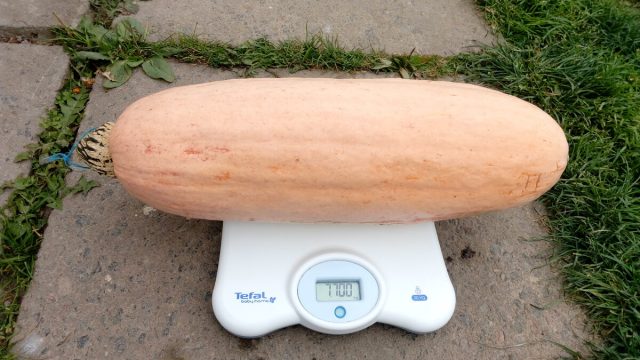 Pumpkin Pink banana: photo, reviews, yield