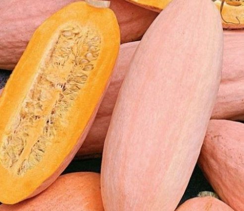 Pumpkin Pink banana: photo, reviews, yield