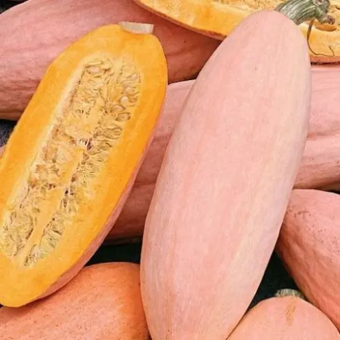 Pumpkin Pink banana: photo, reviews, yield