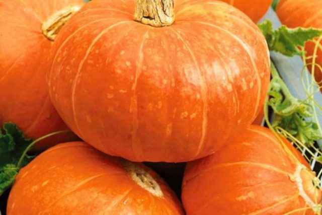 Pumpkin Rossiyanka: cultivation and care