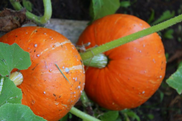 Pumpkin Rossiyanka: cultivation and care