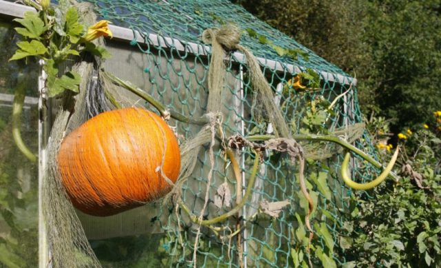 Pumpkin Rossiyanka: cultivation and care