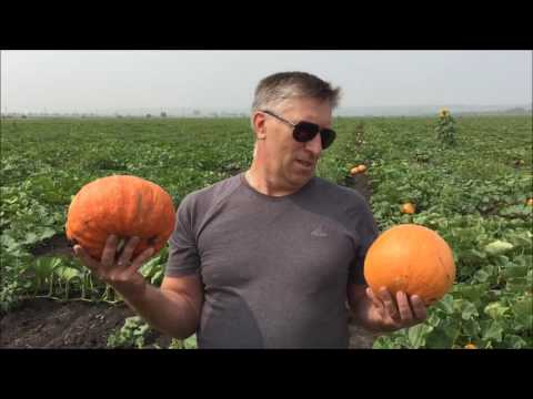 Pumpkin Rossiyanka: cultivation and care