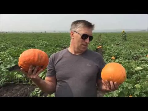 Pumpkin Rossiyanka: cultivation and care