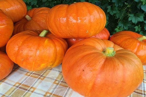 Pumpkin Rossiyanka: cultivation and care