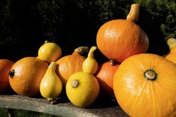 Pumpkin salad for the winter