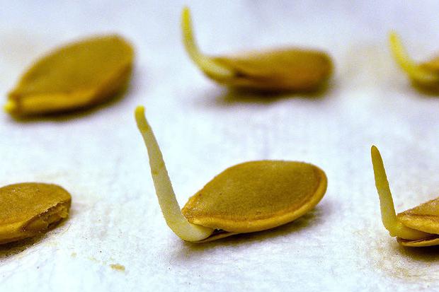 Pumpkin seeds for type 2 diabetes: benefits and harms