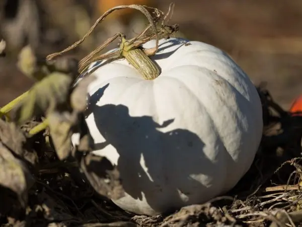 Pumpkin Winter Sweet: description and photo