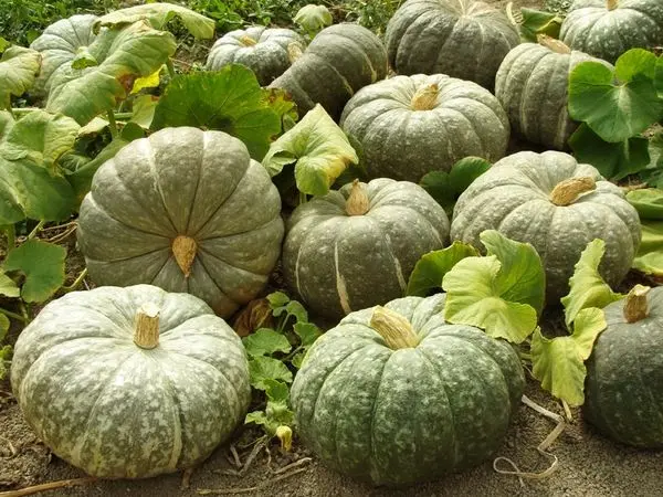 Pumpkin Winter Sweet: description and photo