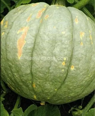 Pumpkin Winter Sweet: description and photo