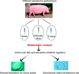 Purine for pigs and piglets