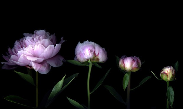 Purple and lilac peonies