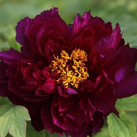 Purple and lilac peonies