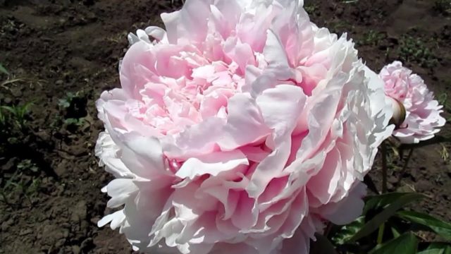 Purple and lilac peonies