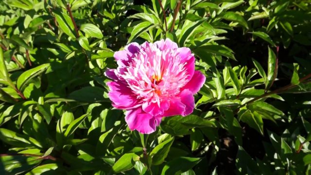 Purple and lilac peonies