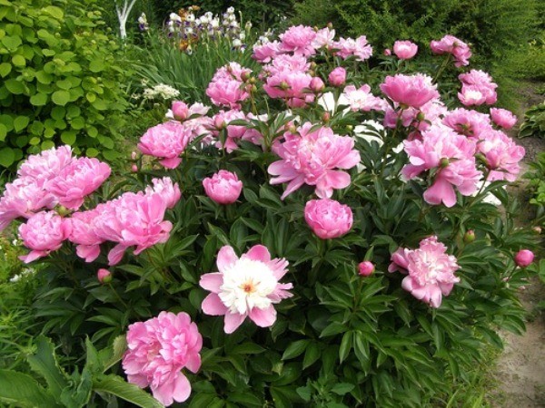 Purple and lilac peonies