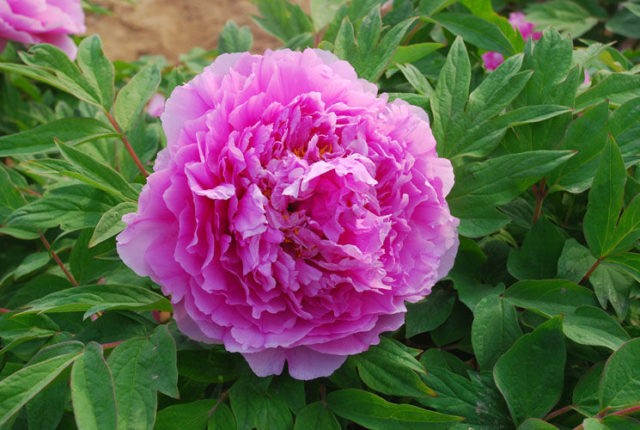 Purple and lilac peonies