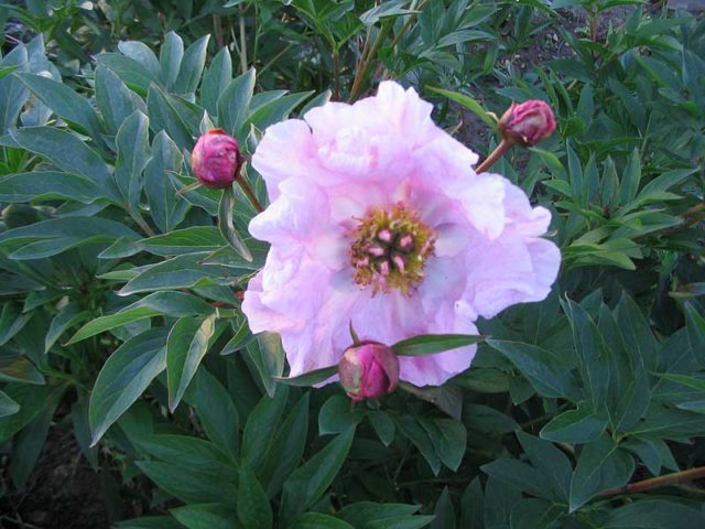 Purple and lilac peonies