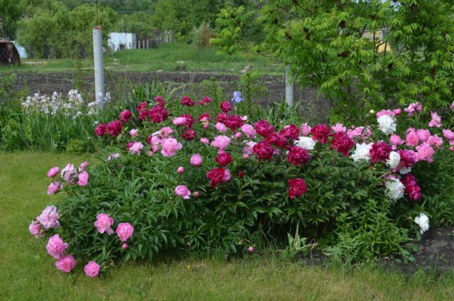 Purple and lilac peonies