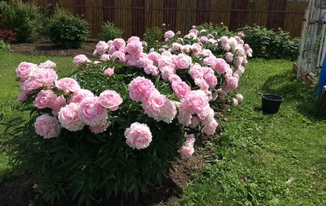 Purple and lilac peonies