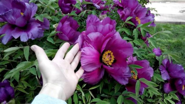 Purple and lilac peonies