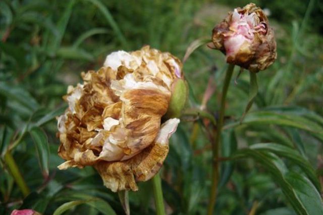 Purple and lilac peonies