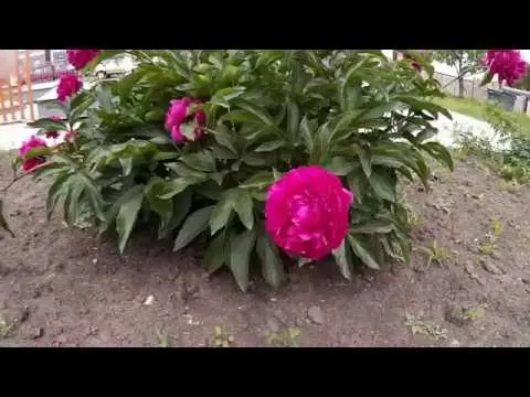 Purple and lilac peonies