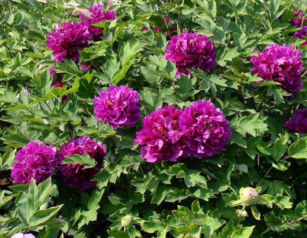 Purple and lilac peonies