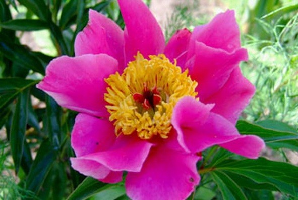 Purple and lilac peonies