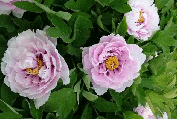 Purple and lilac peonies