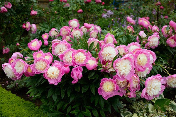 Purple and lilac peonies