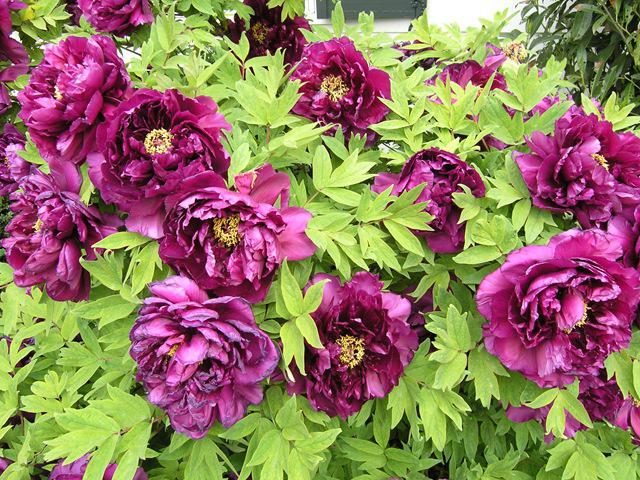 Purple and lilac peonies