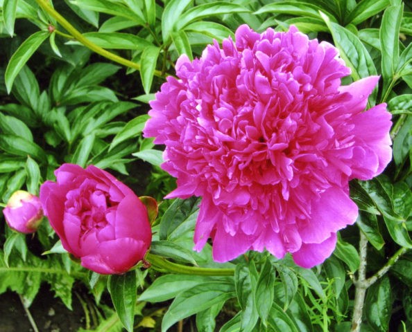 Purple and lilac peonies