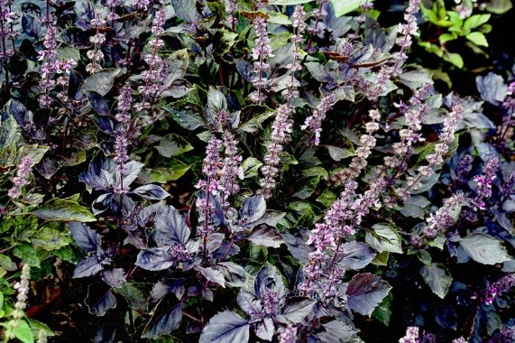 Purple basil: benefits and harms