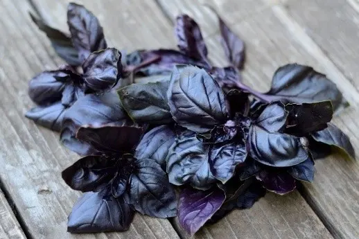 Purple basil: benefits and harms