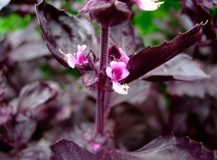 Purple basil: benefits and harms