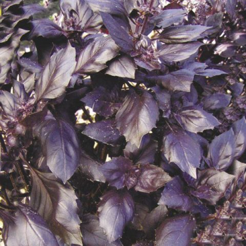 Purple basil: benefits and harms