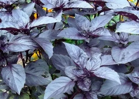 Purple basil: benefits and harms