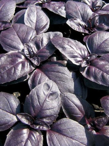 Purple basil: benefits and harms